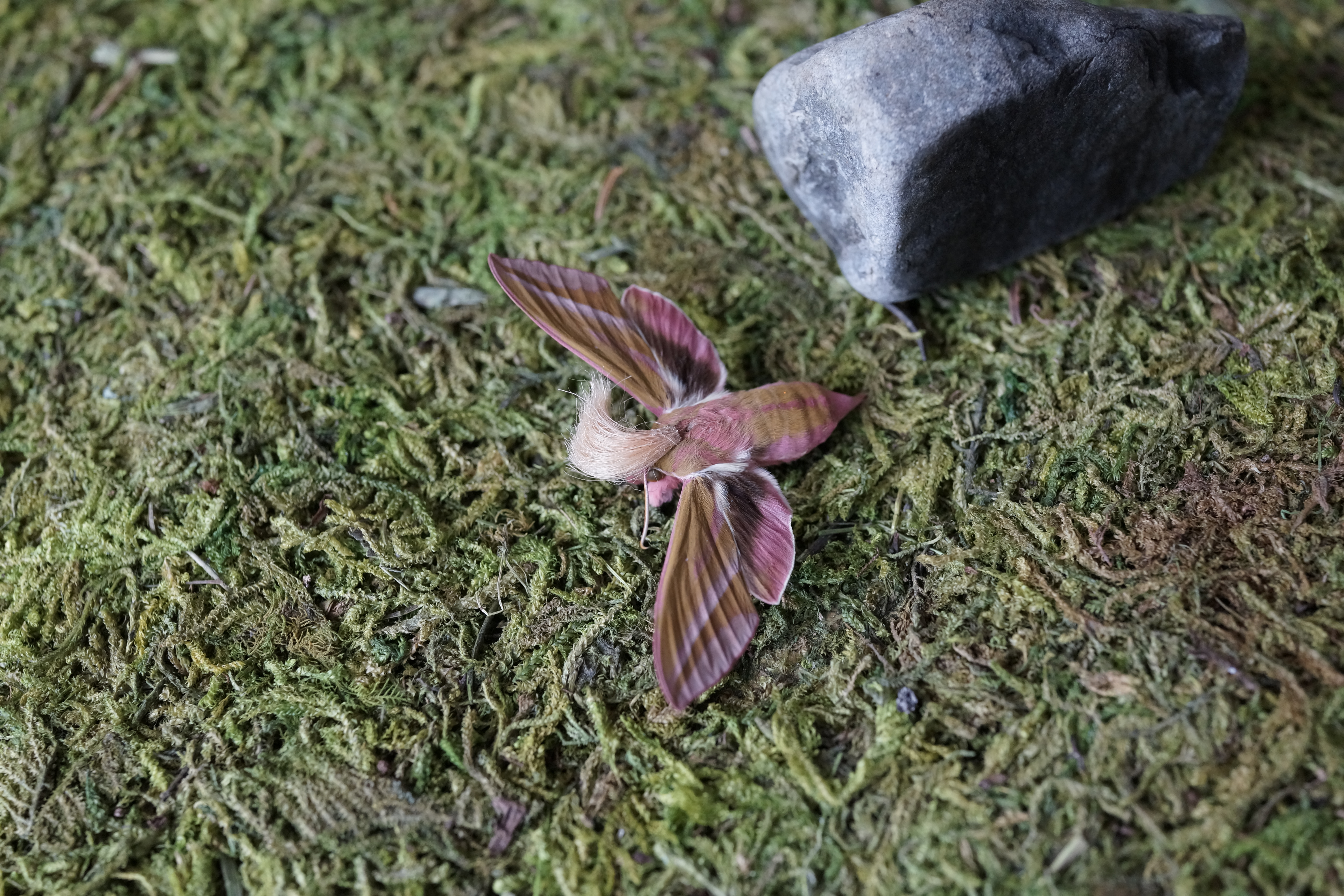 Neopalpa donaldtrumpi image 1