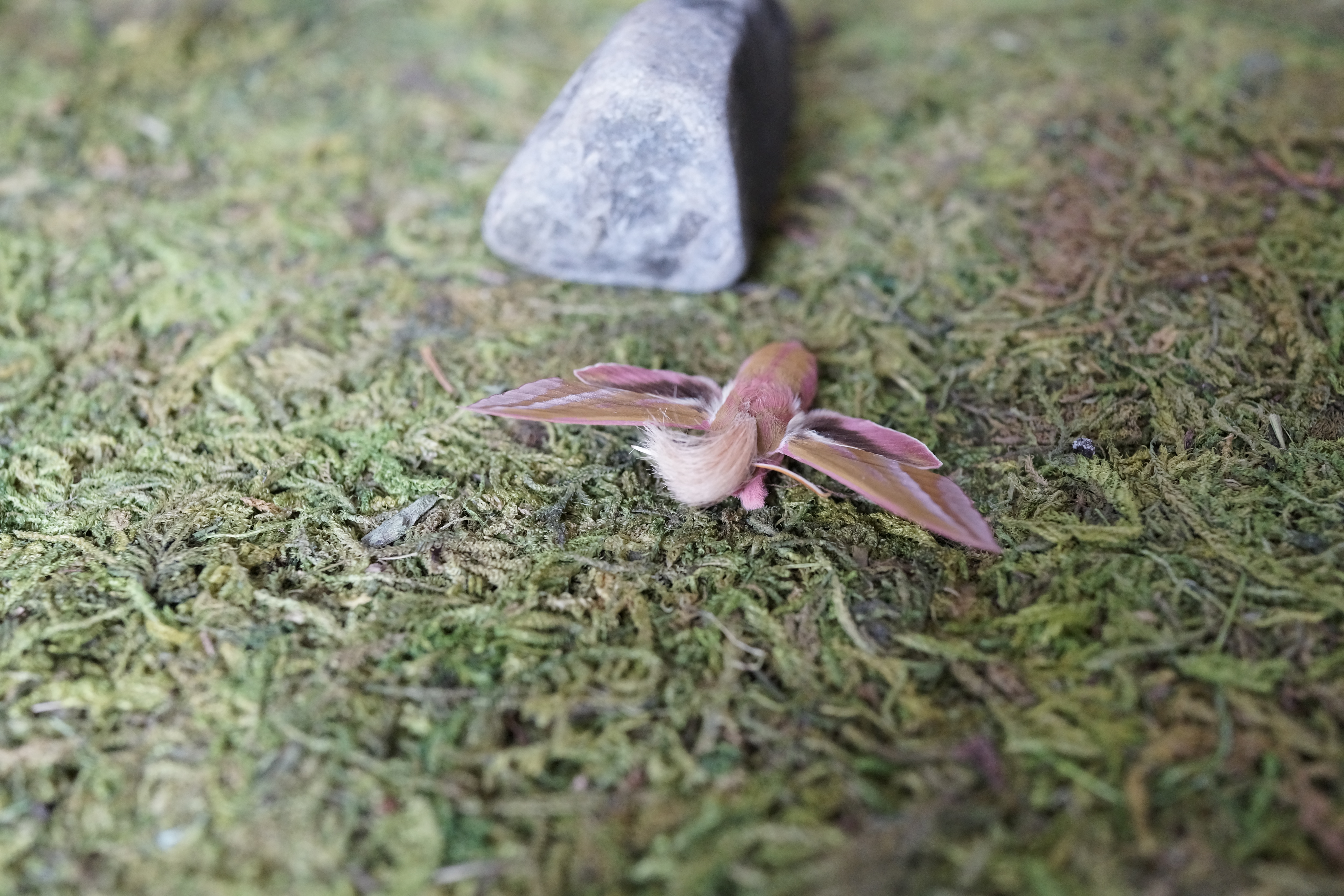 Neopalpa donaldtrumpi image 2
